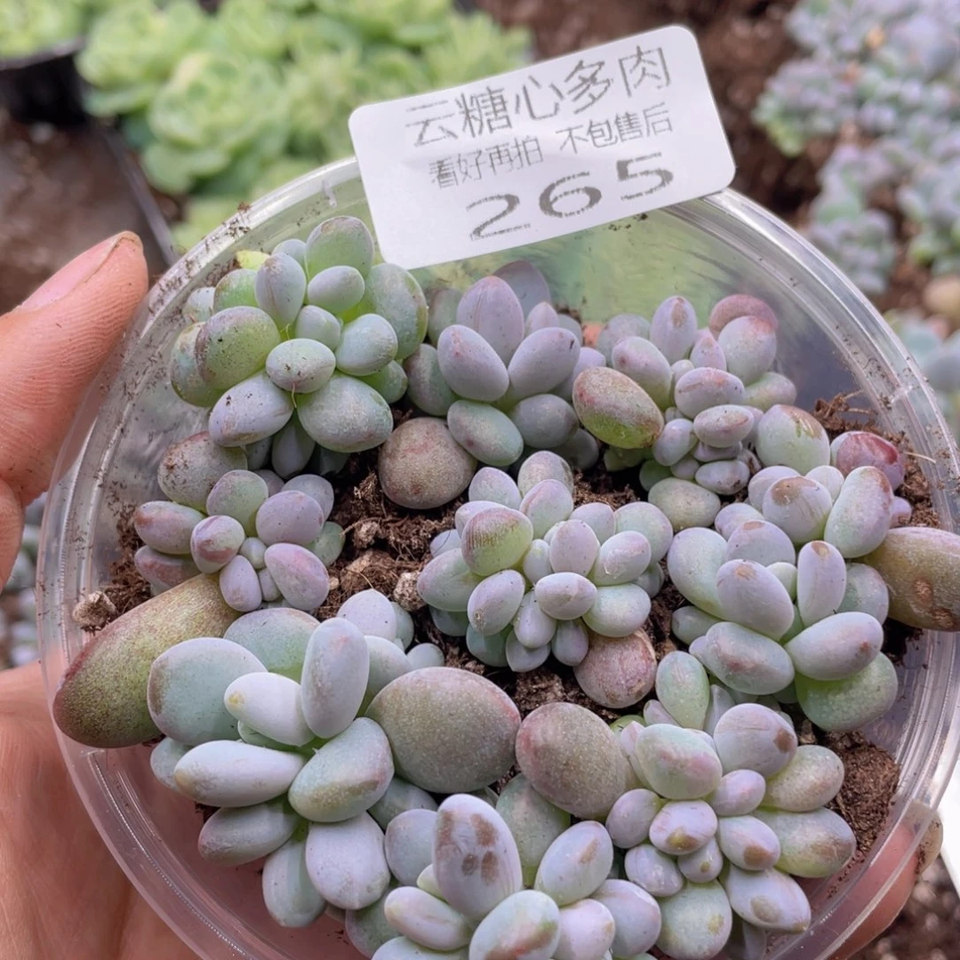 云糖心多肉植物265