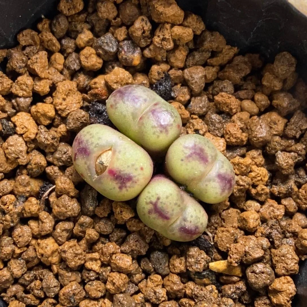 多肉植物肉锥杂交K-773