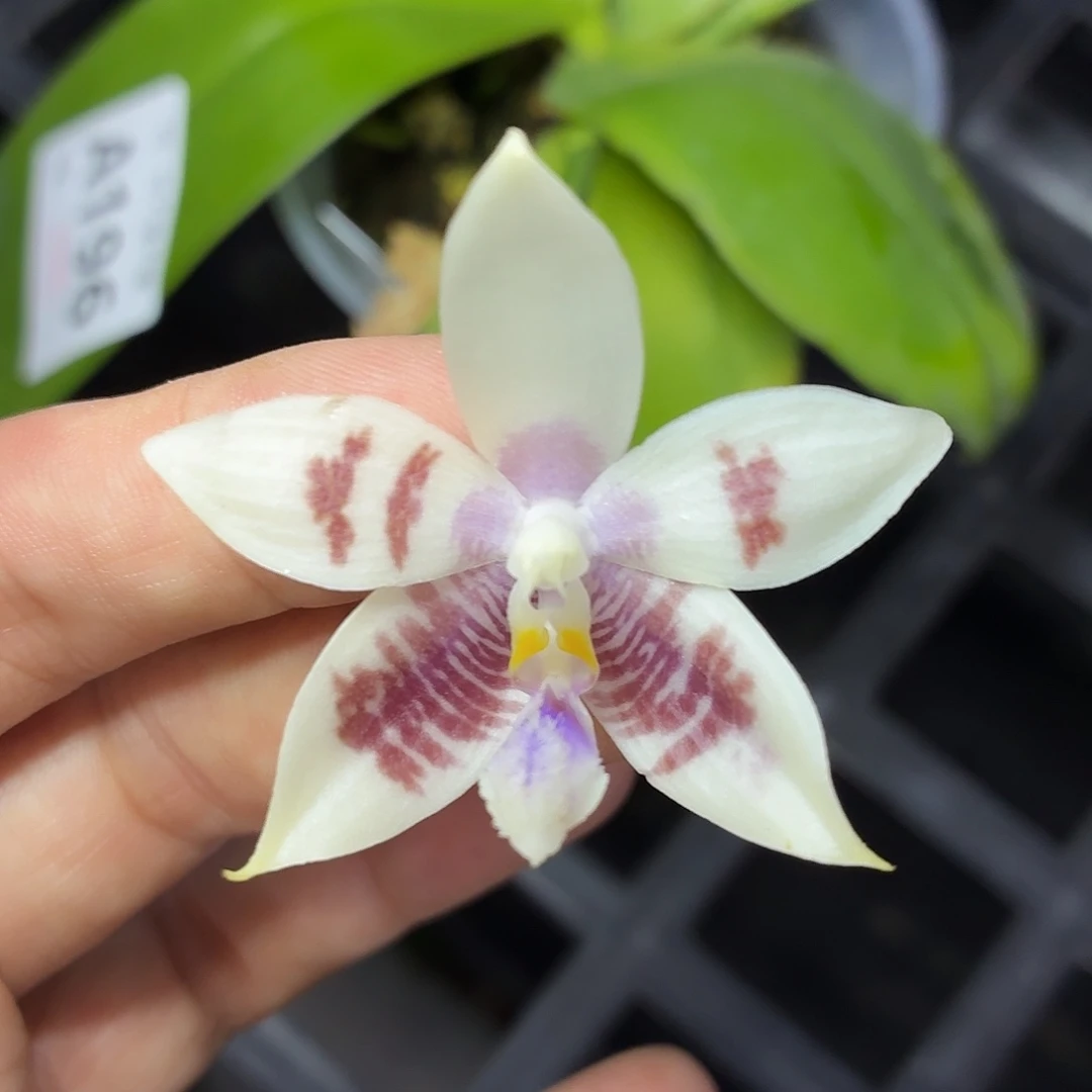 当前无花朵，栽培后可花朵A196yss1167