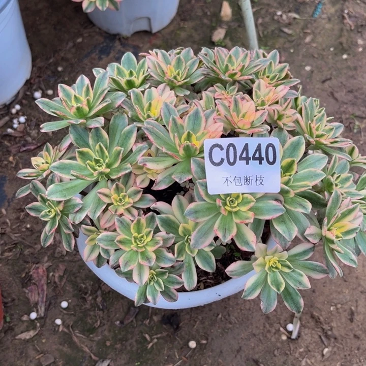 440 多肉法师不包断枝