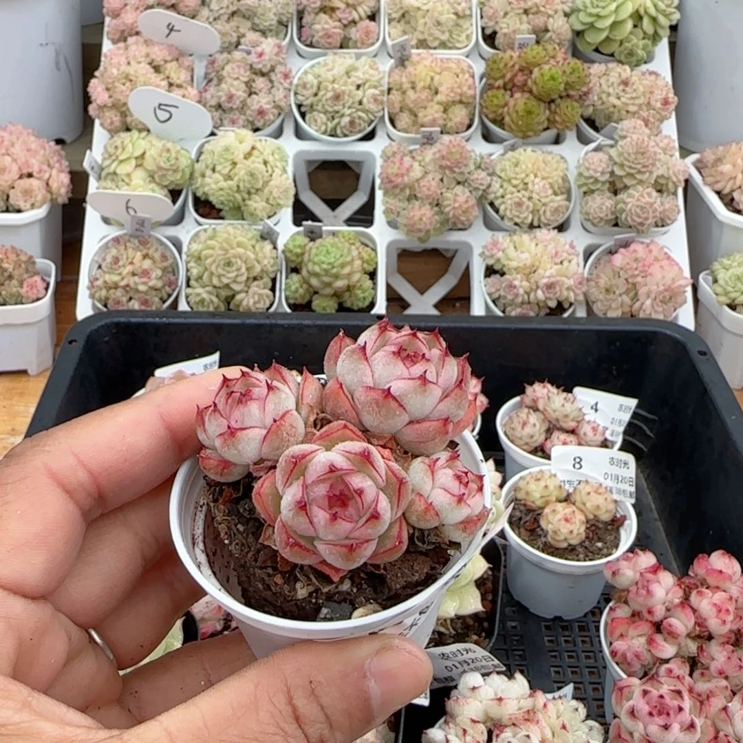 【闪购商品】0120-25边线小魔仙