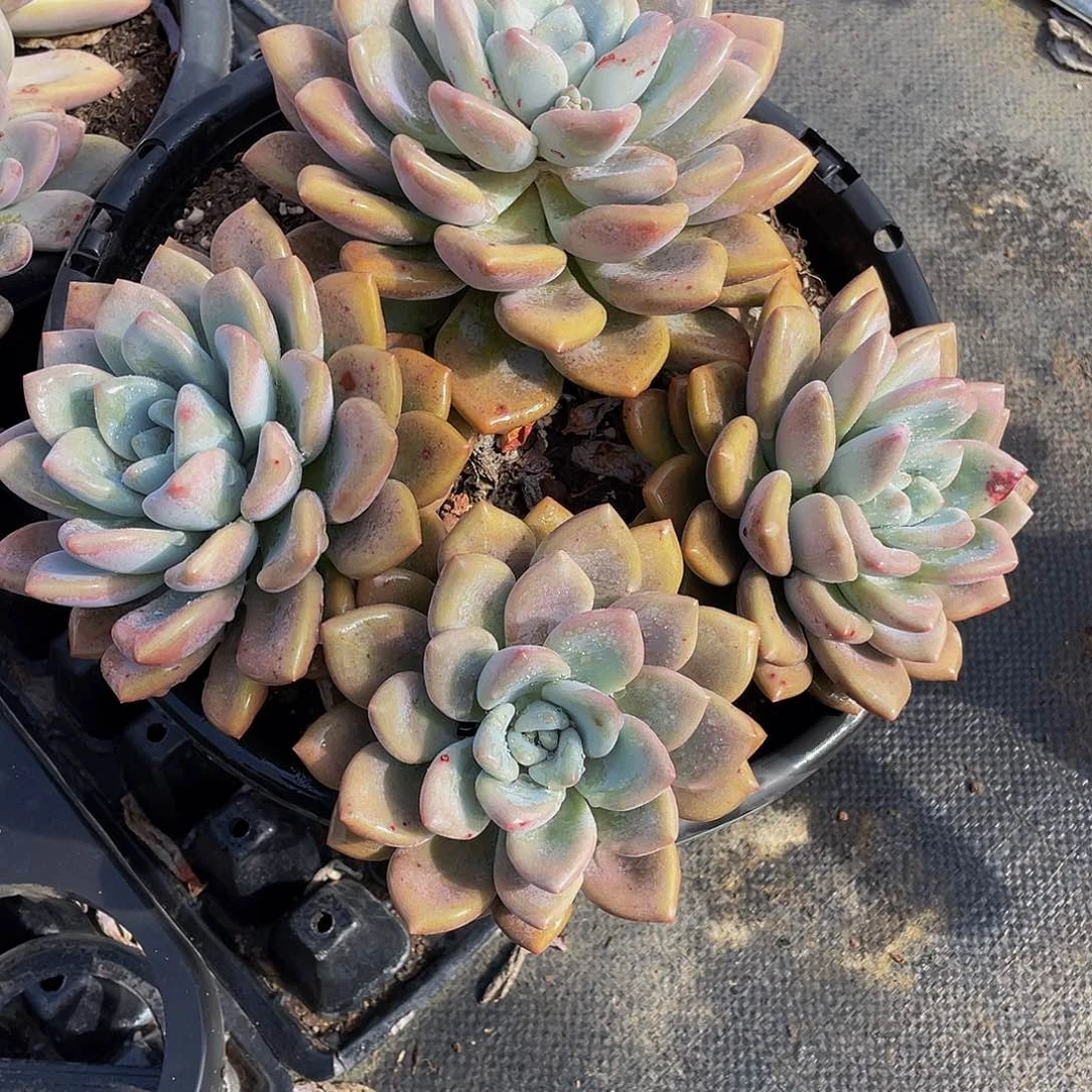 半*紗噢普多肉植物大群