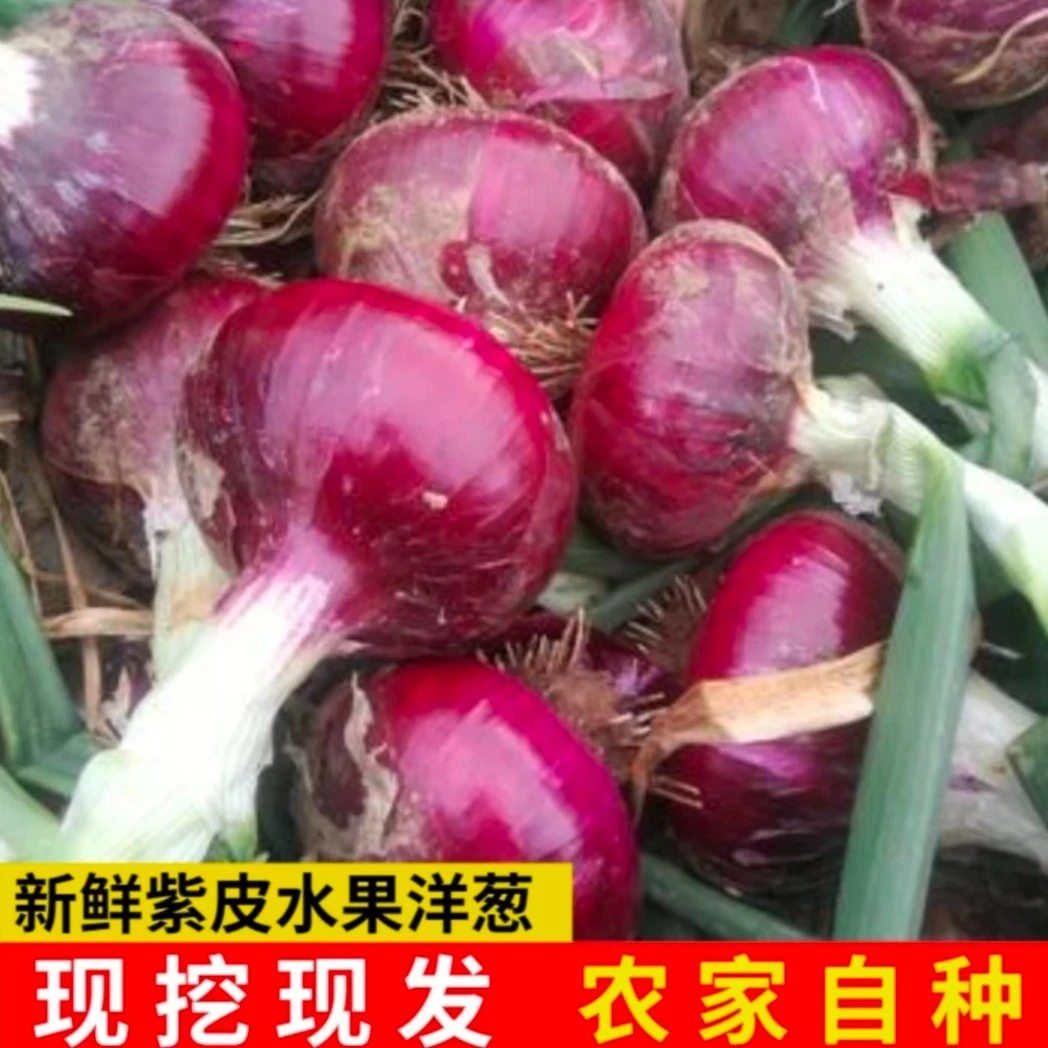 新鲜紫皮洋葱水果洋葱生吃微甜圆头葱现挖现发5斤