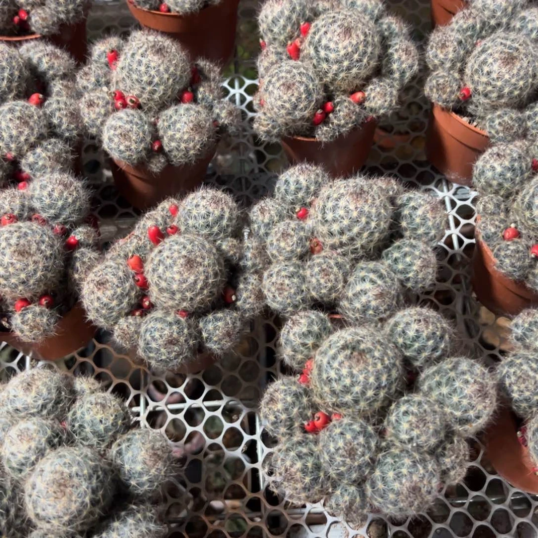 松霞小的随机一颗