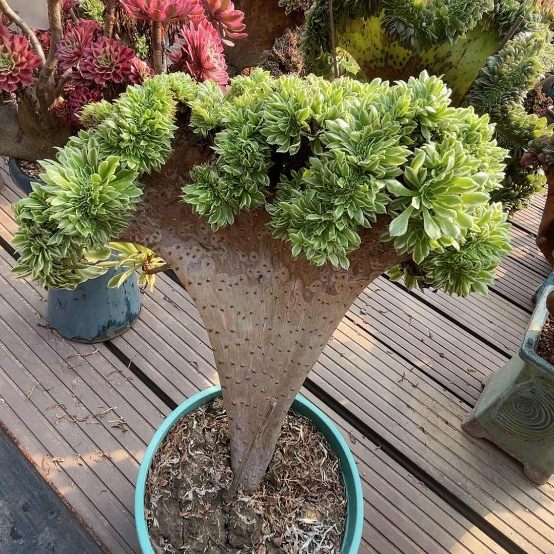 【闪购商品】全部花朵碧浪