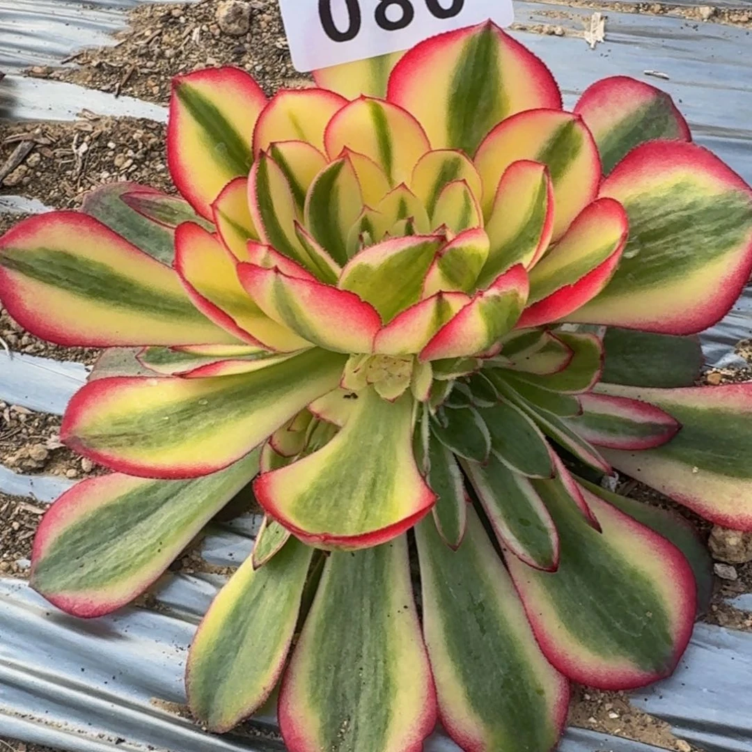 080荔枝。多肉植物