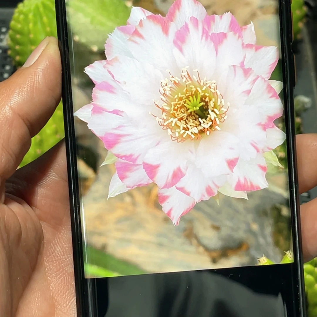 丽 清秋侧芽 歪 满20包邮4公分
