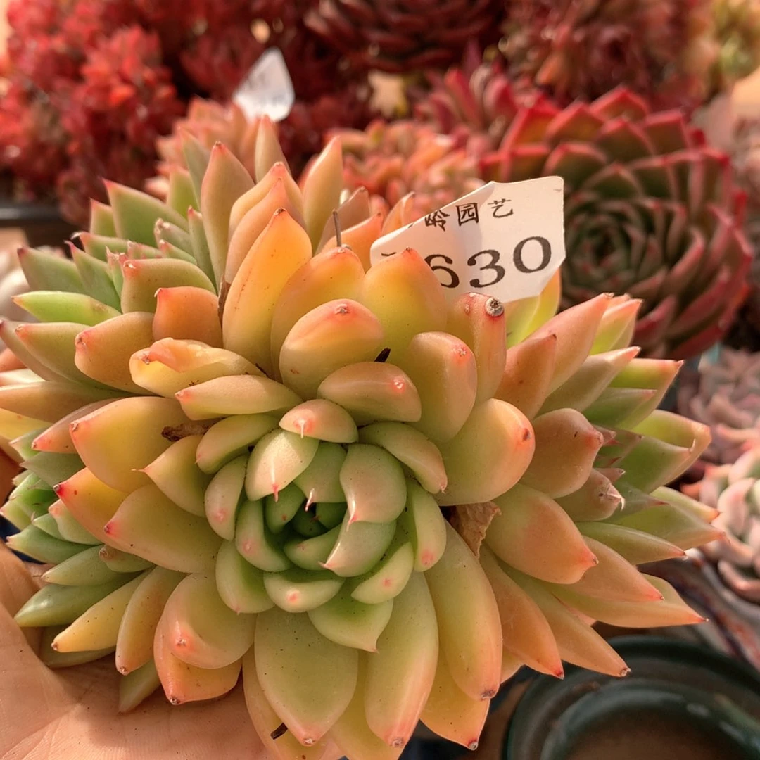 1630杂交多肉植物