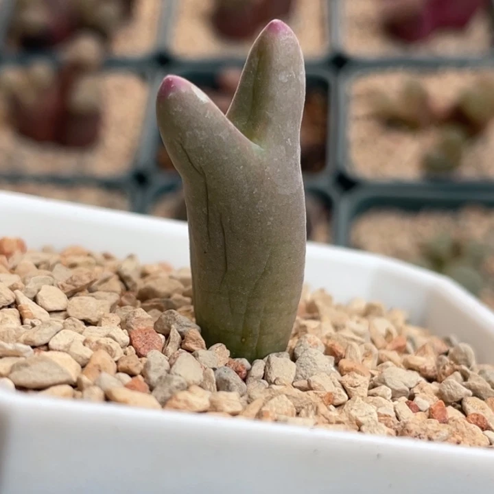 458皮卡丘植物一物一拍