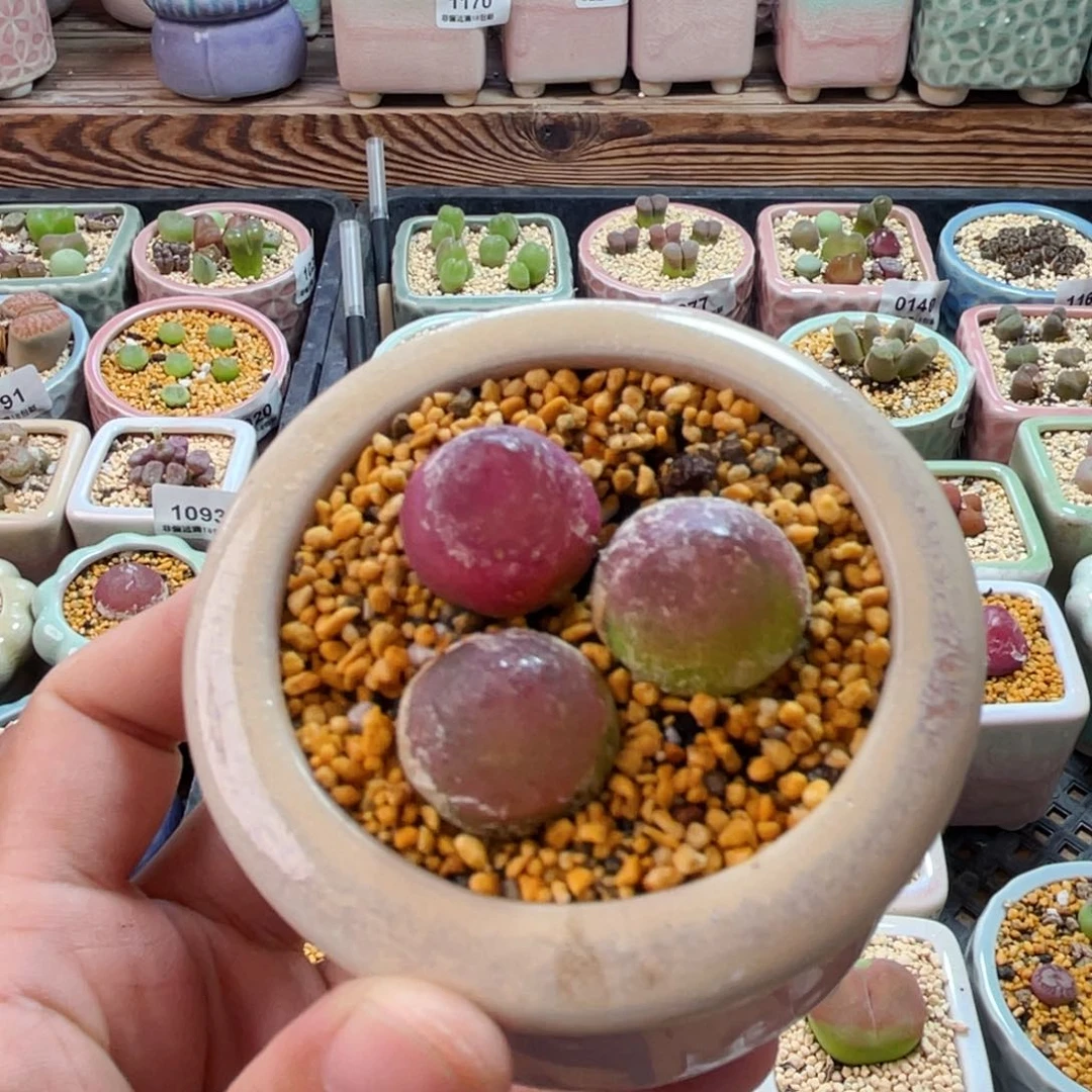 无花朵1172-一物一拍 带盆