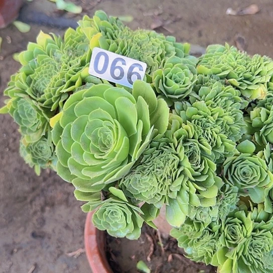 静***心多肉植物一个绿玫瑰