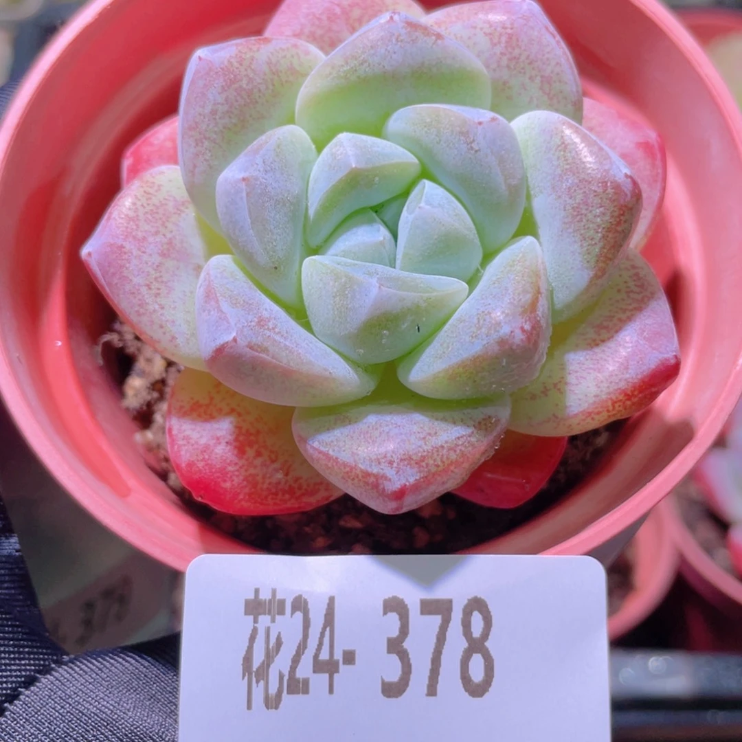 花利美24-378冰玉