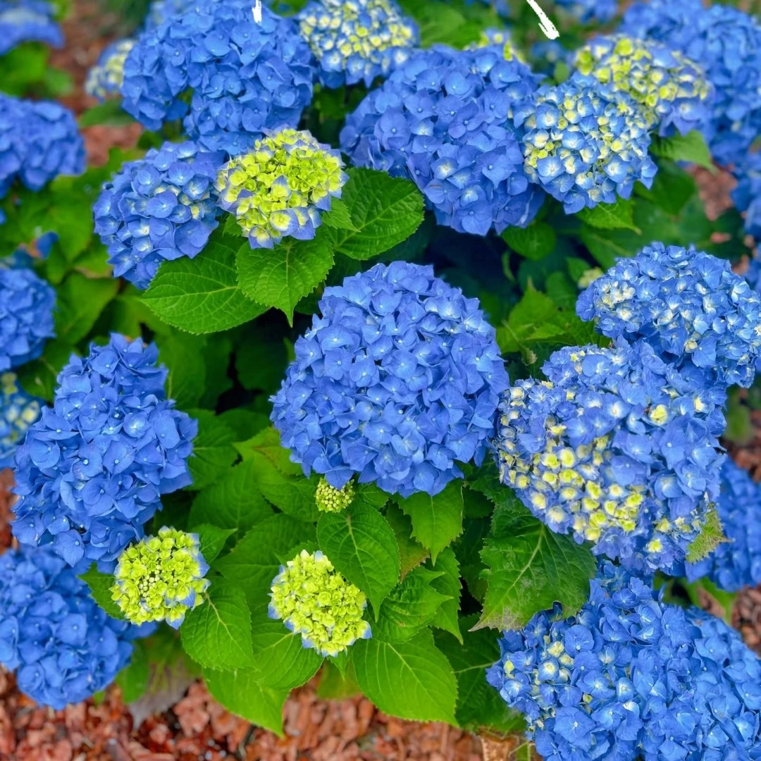 36.8 贵州露天绣球一物一拍花室内盆栽带花苞植物