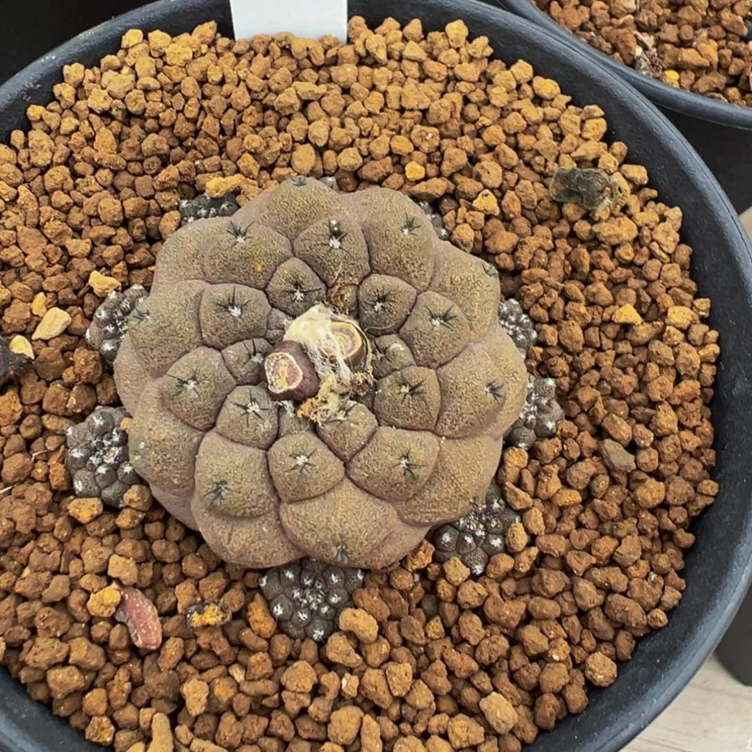 2057实生根you仙人多肉植物带盆土