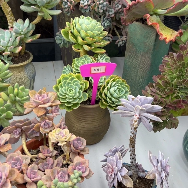 花***）完全开放哈蜜瓜多肉植物061
