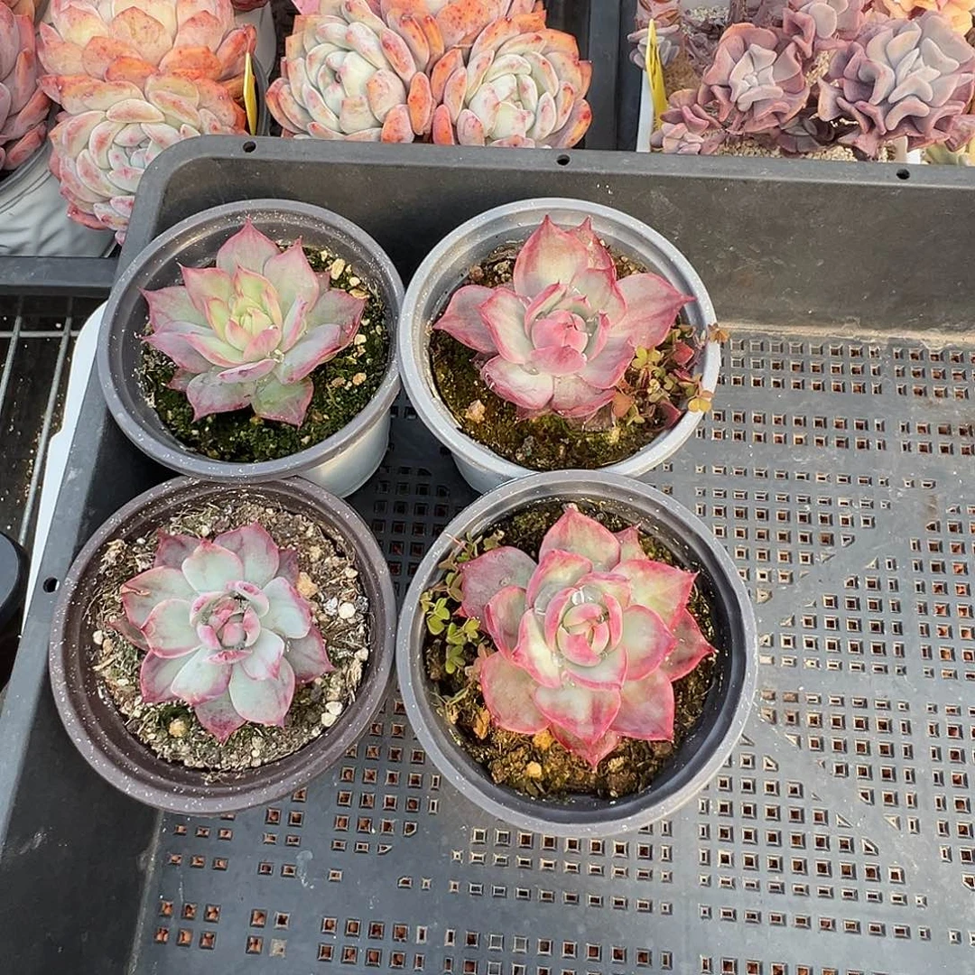 小***雨惊鸿仙子多肉植物