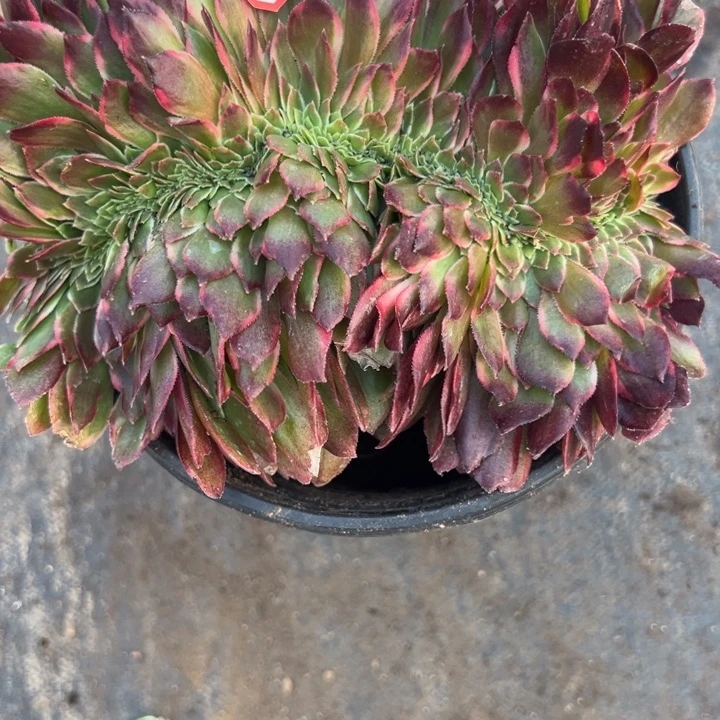 清***面多肉植物517不售后