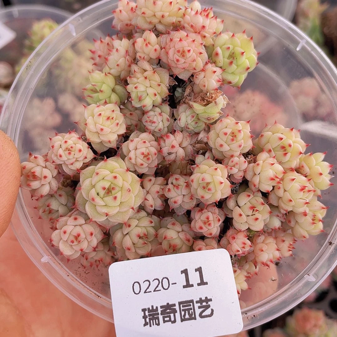 000000000000011量拍