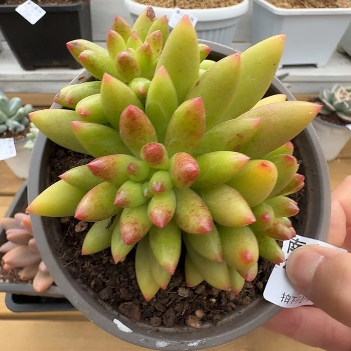 三头红辣椒11119-187