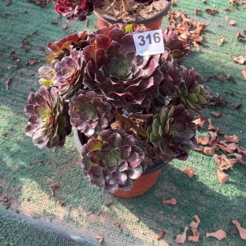 316花花公子多肉植物，
