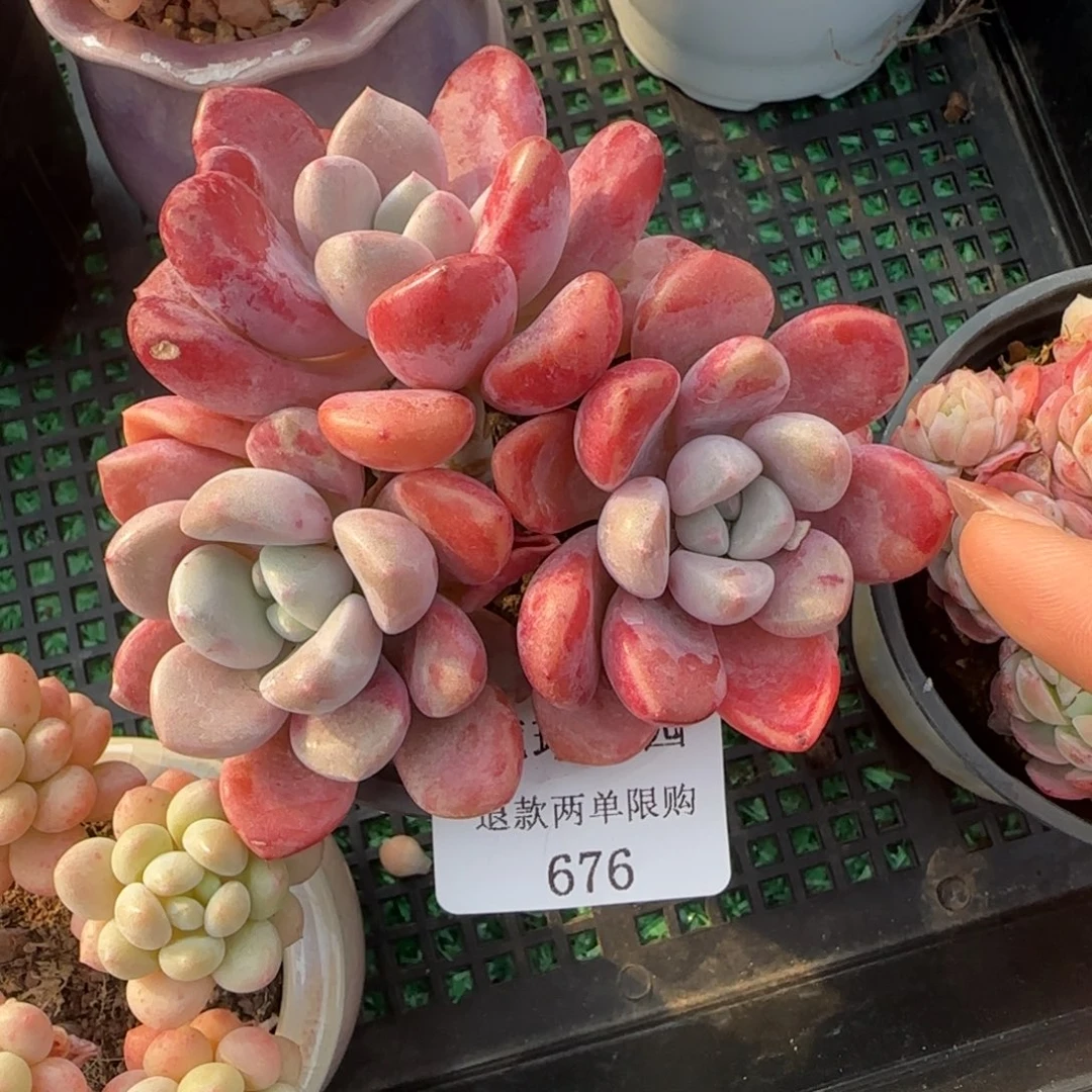 闪购精品多肉676号