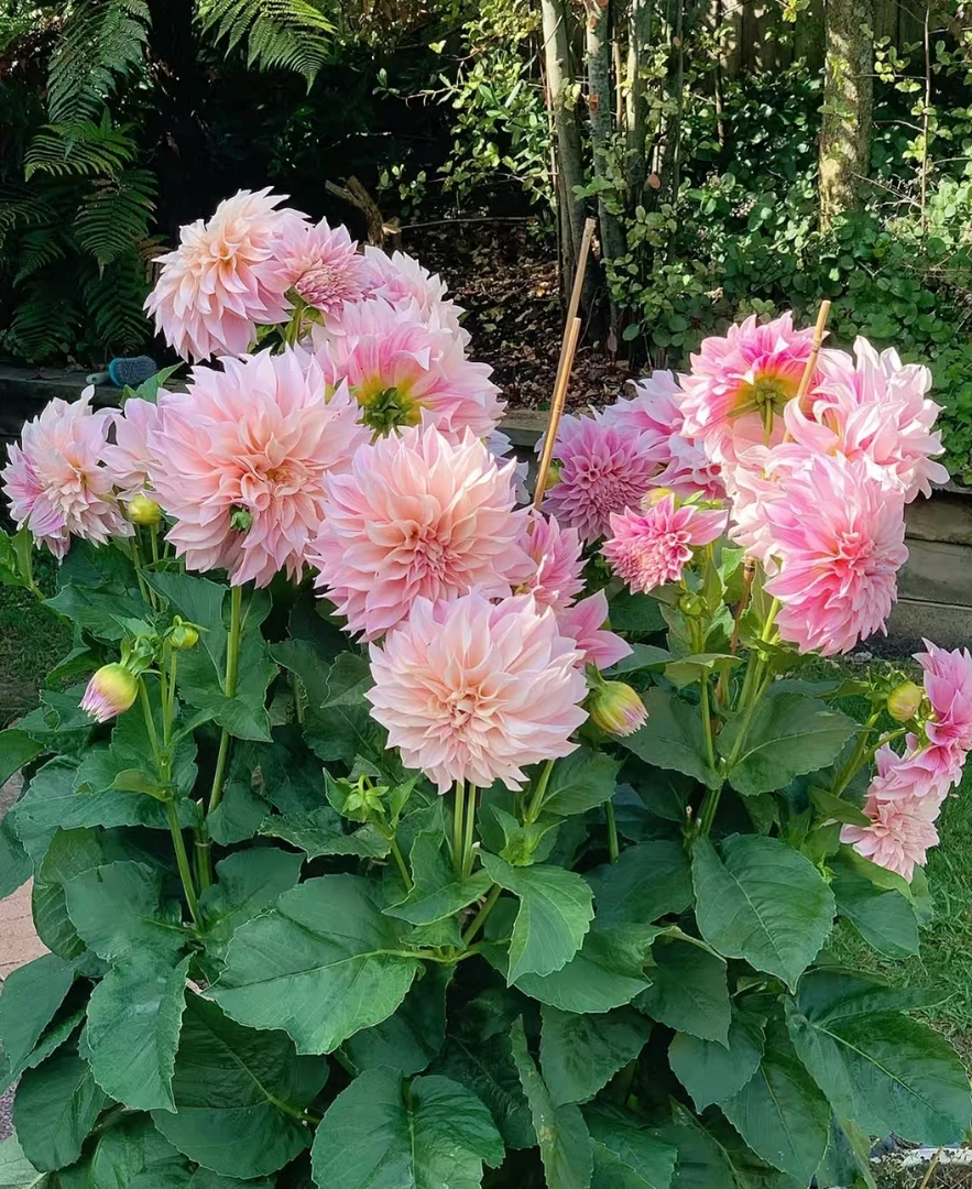 【大丽花种子】耐寒耐热进口重瓣大花种籽四季易种庭院阳台盆栽花卉