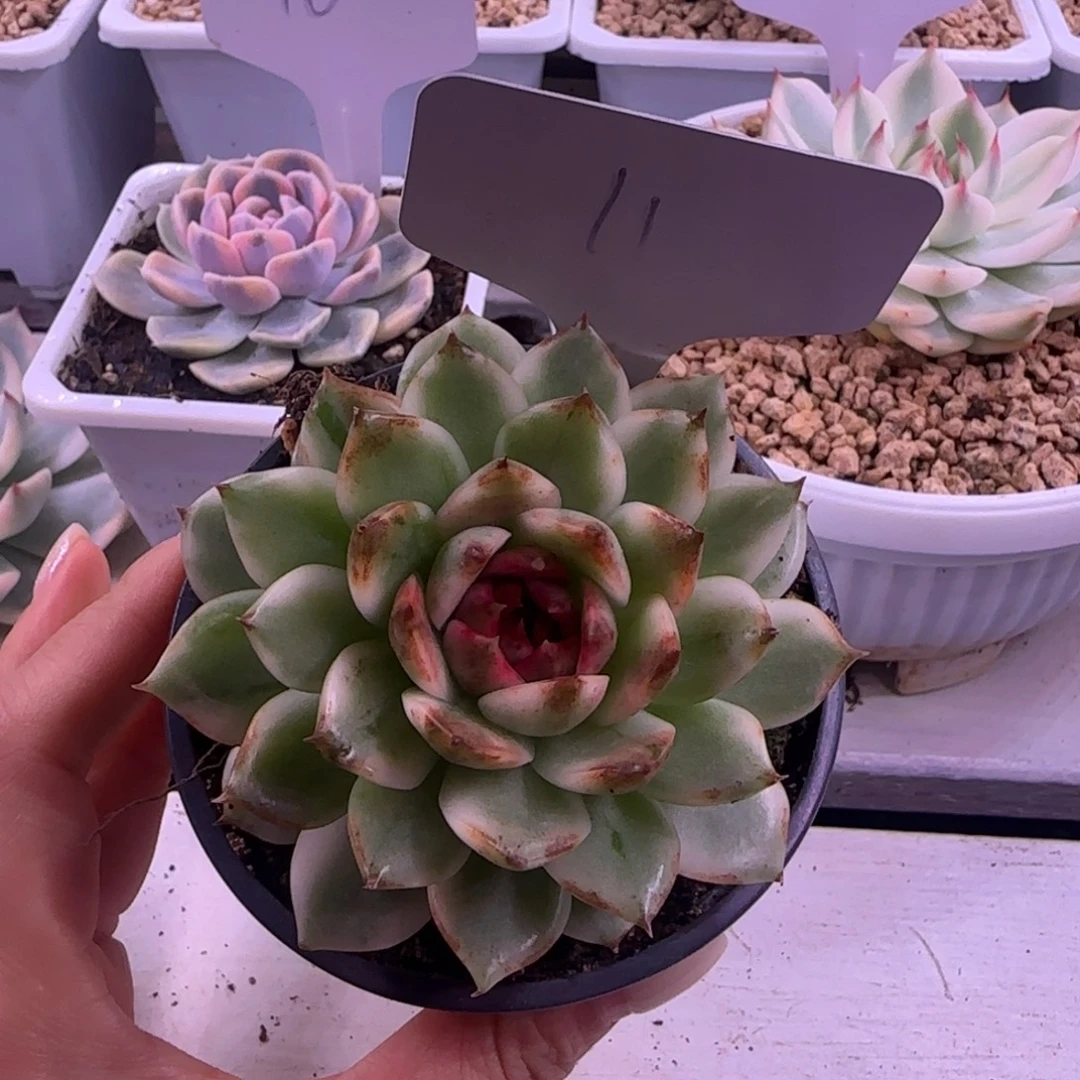 黑水晶11号锦多肉植物