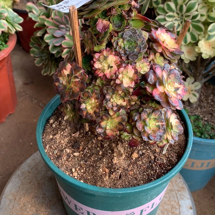 696海王七彩多肉植物特价