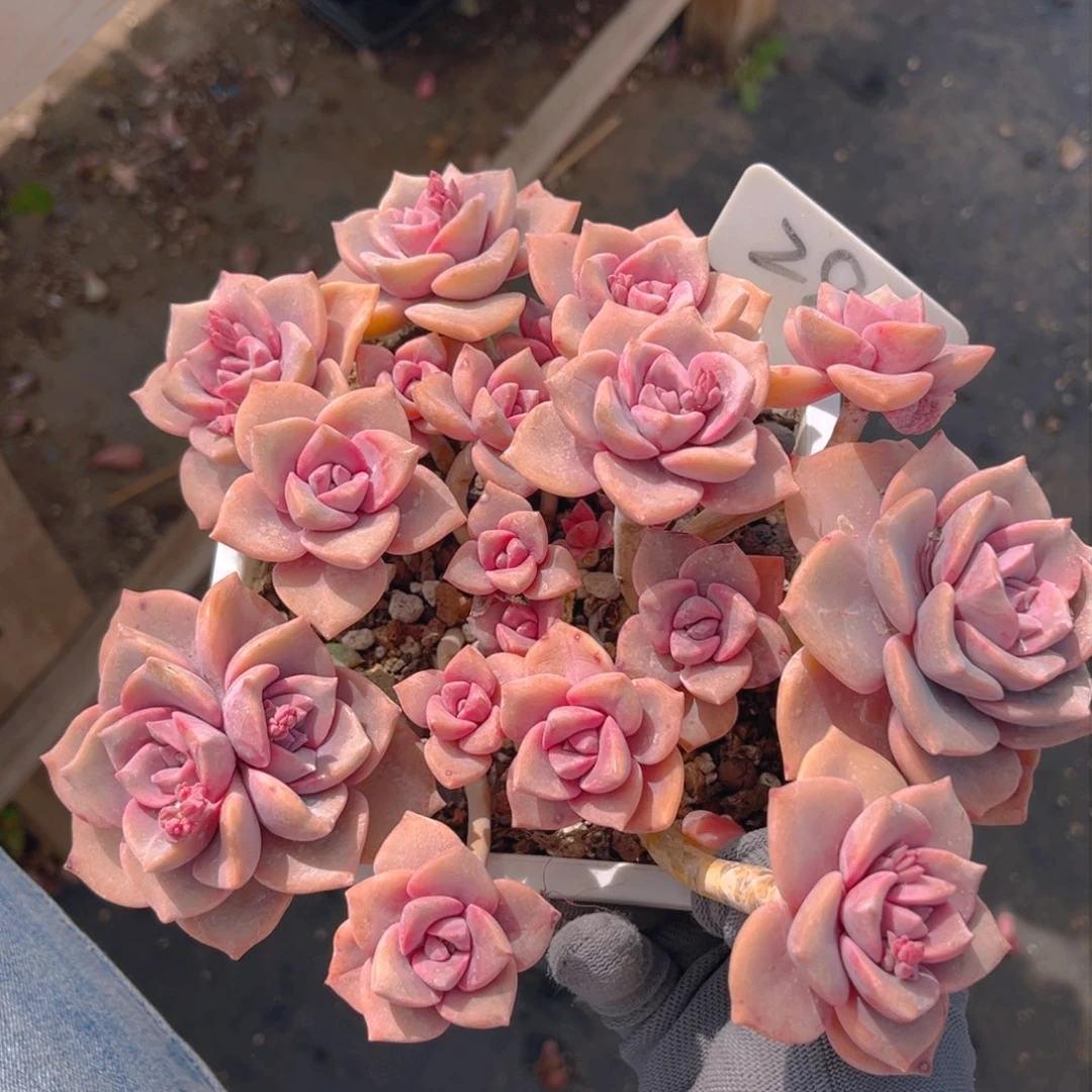 彩虹糖88888888888