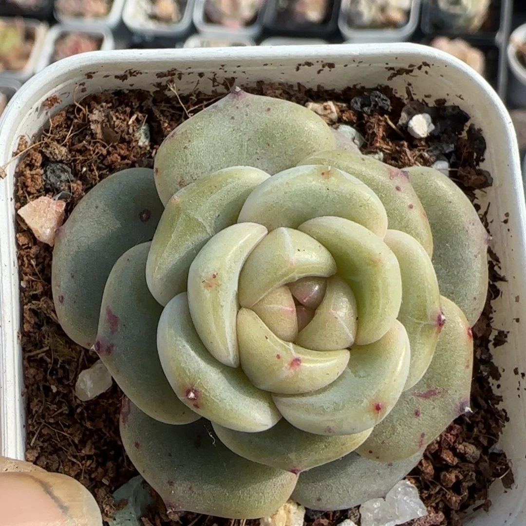 多肉小卡拉米糖心一物一拍