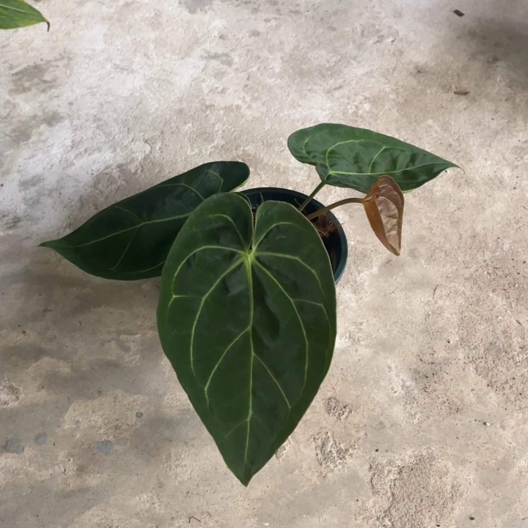 无花朵黑丝绒杂（福利无售后