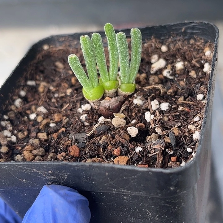 双11福利，脱土发，满28包邮