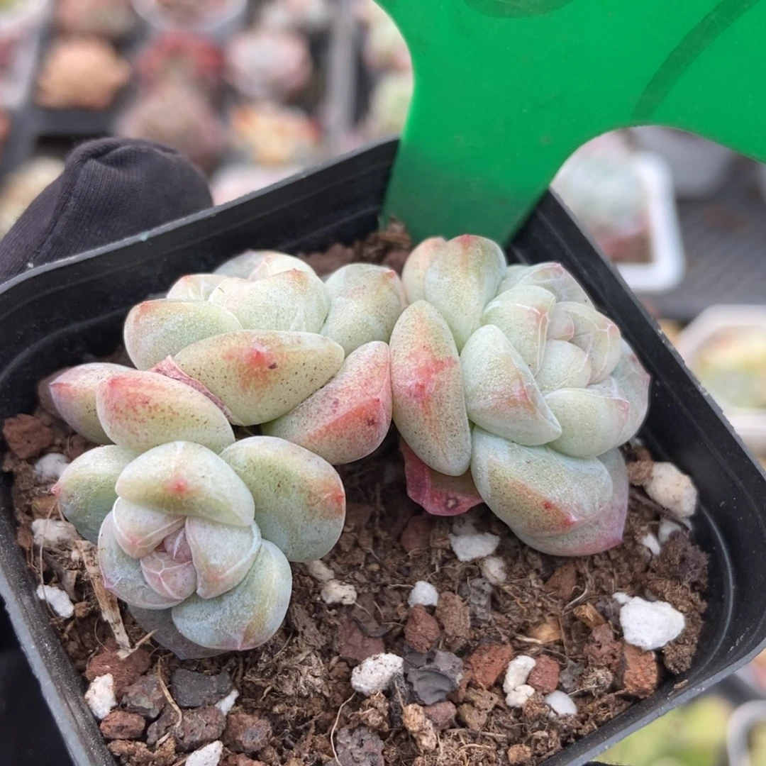 987冰玉多肉植物