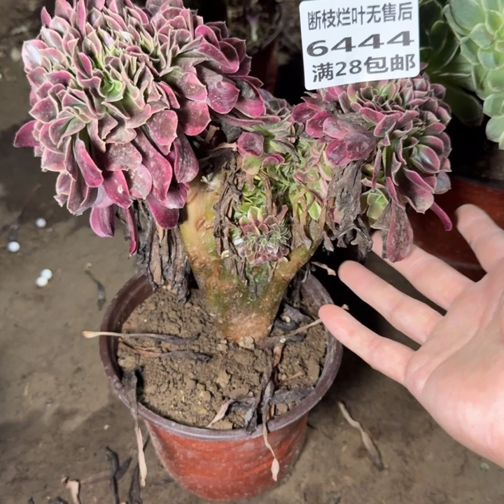6444二号棚美杜莎缀A