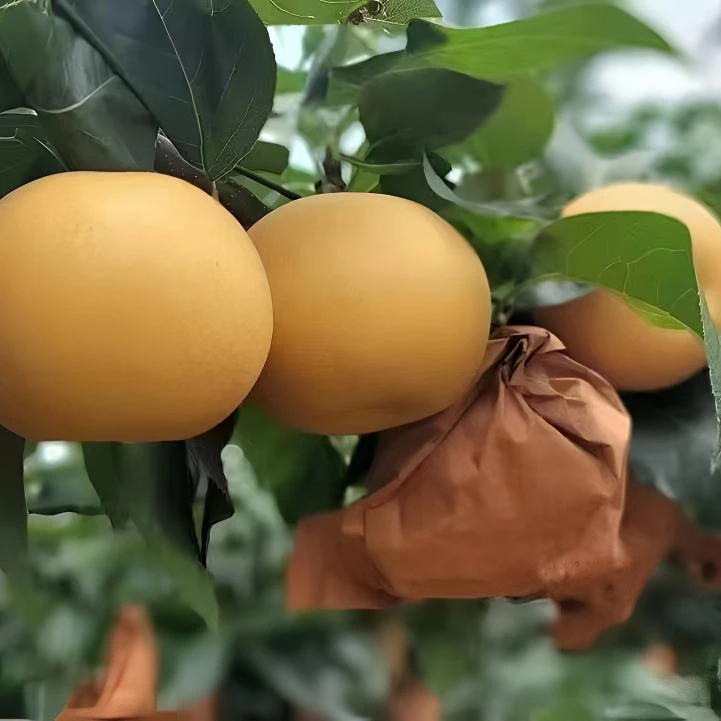 烟台莱阳正宗秋月梨新鲜现摘应季水果产地直发没有中间商