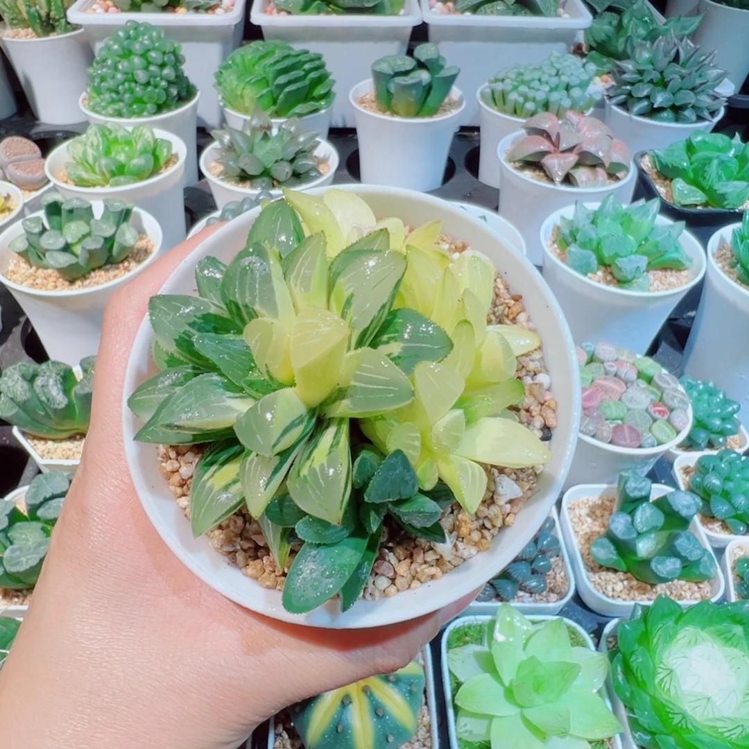 姬寿锦多肉多肉多