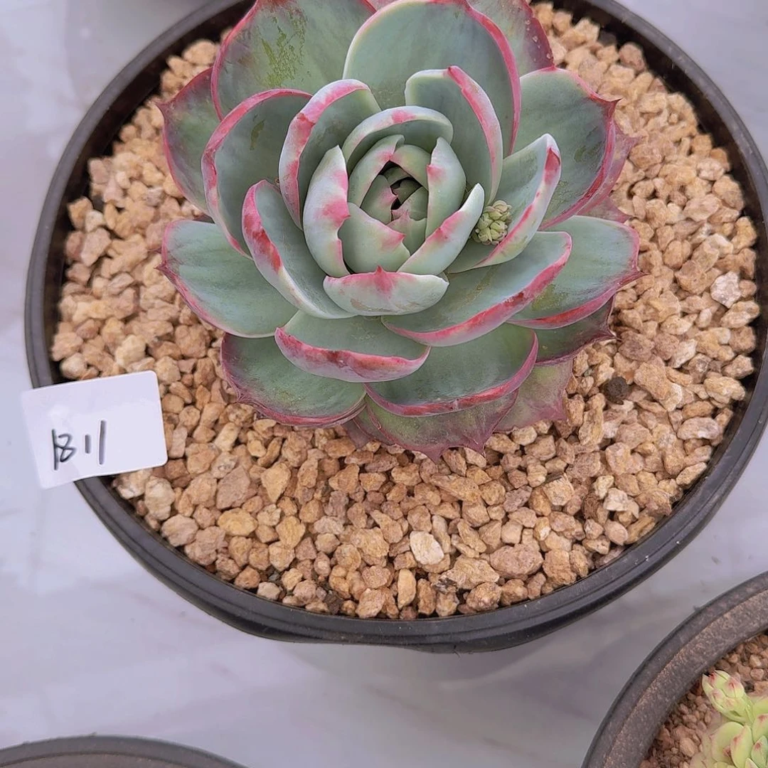 润***）1811惊鸿仙子多肉