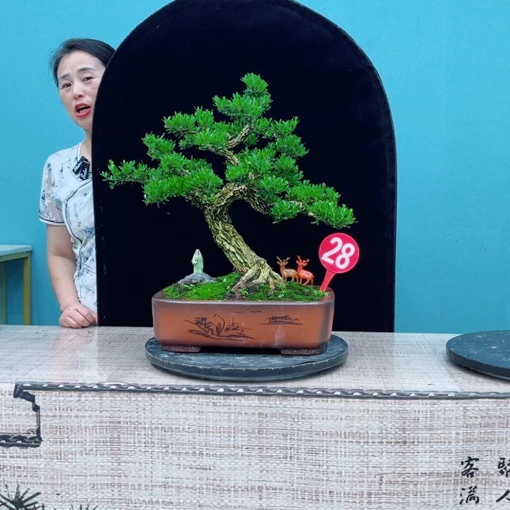 无花朵广东雀舌黄杨