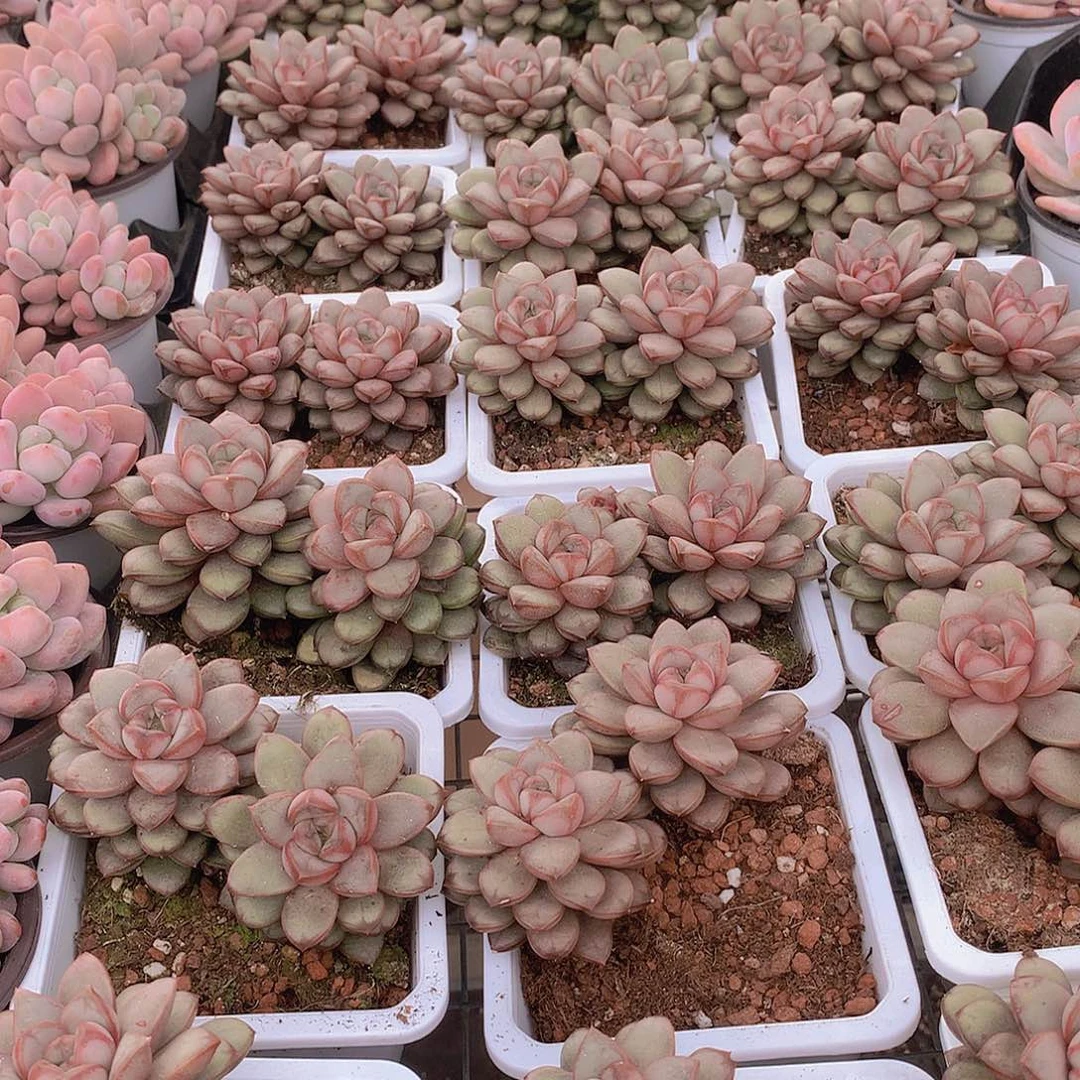 双头葡萄3457889990000