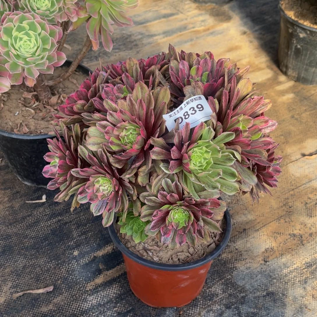 多肉植物839花脸粉黛丛林