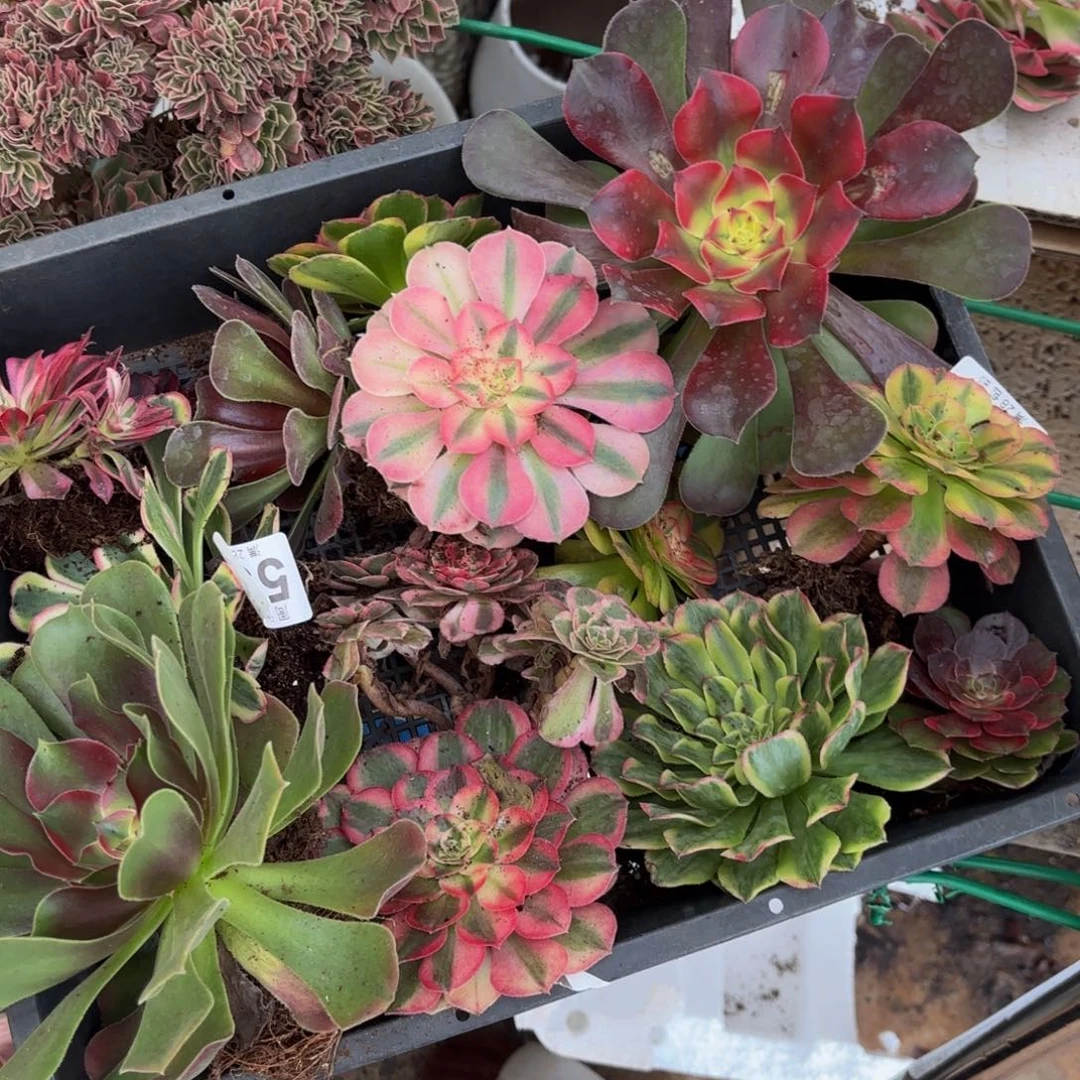 段***）三个单头脱土发货123