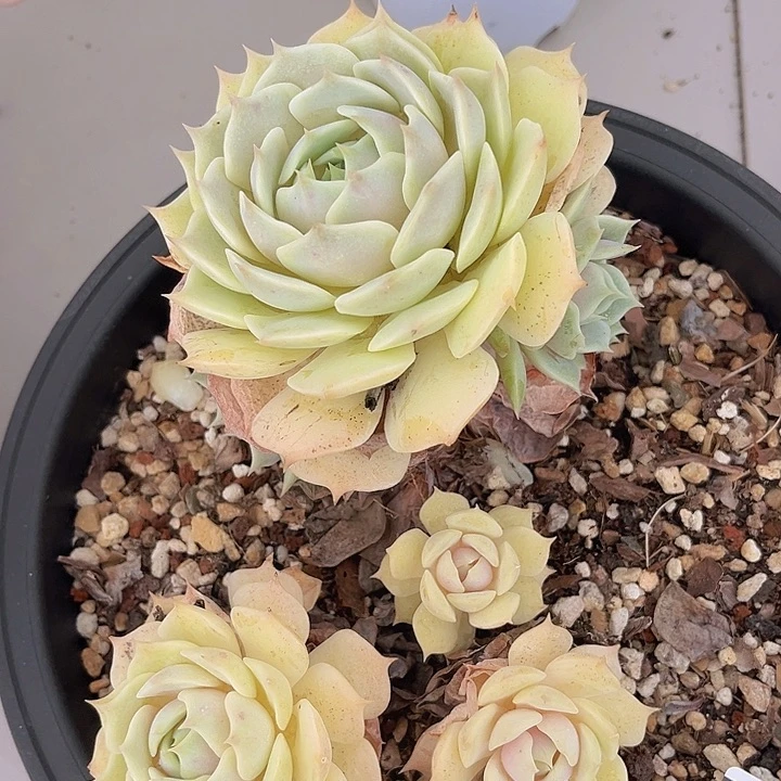 露娜莲23124多肉植物