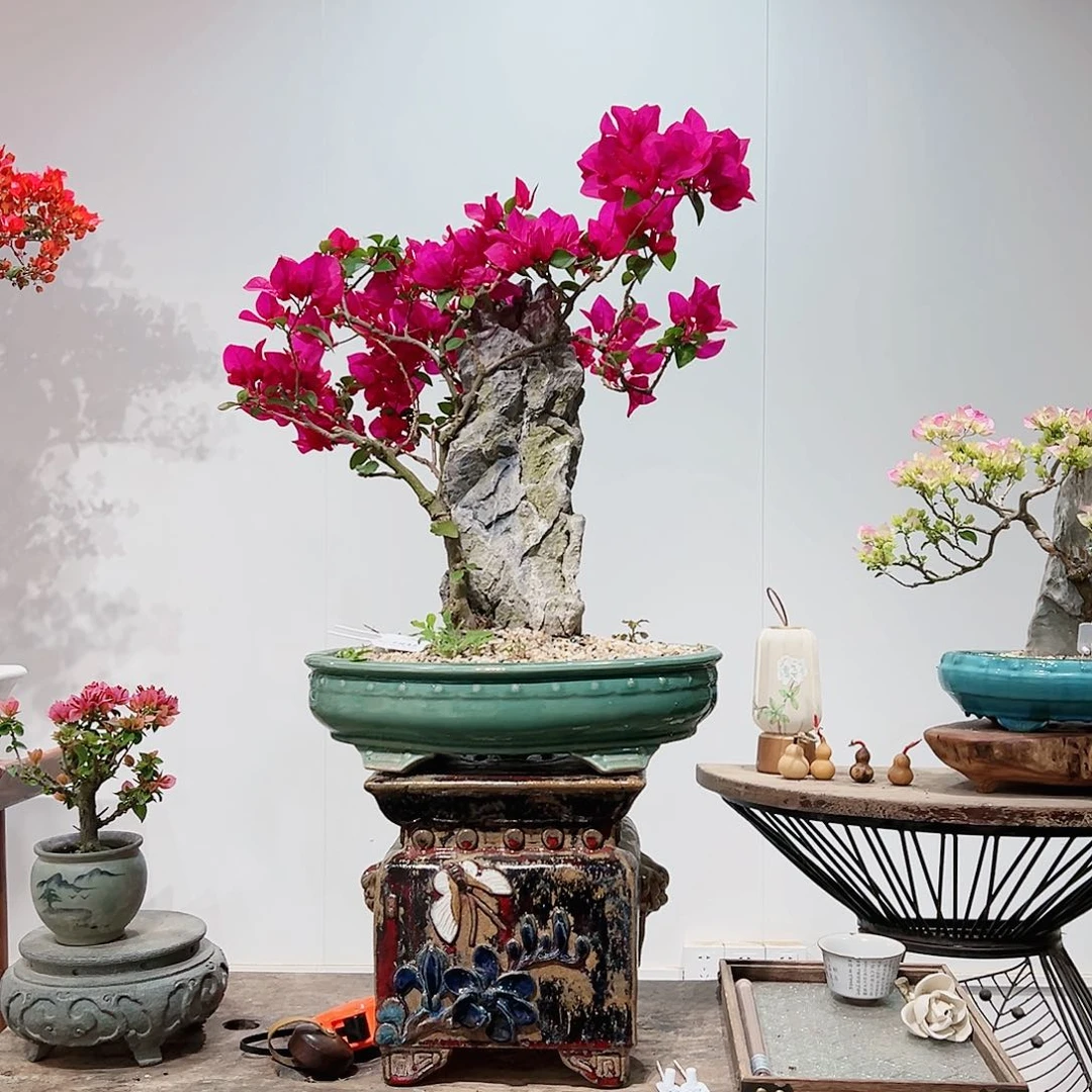 盆景极*三角梅蒙娜丽莎红