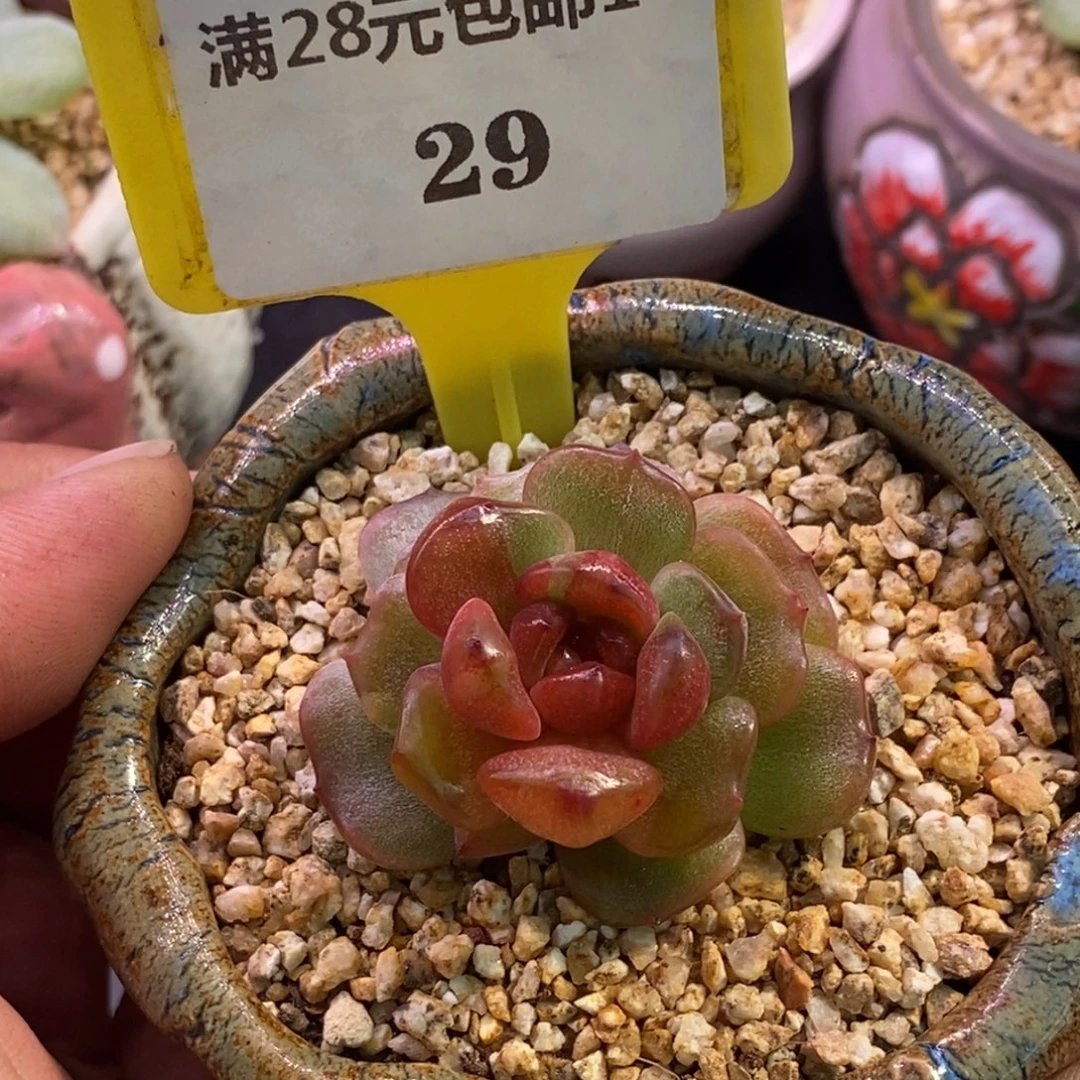 129红恋拉丝变异锦……