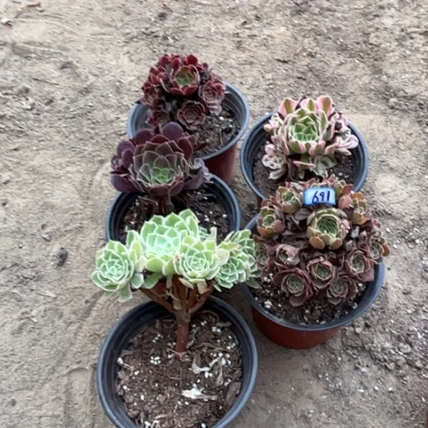 691多肉植物组合，