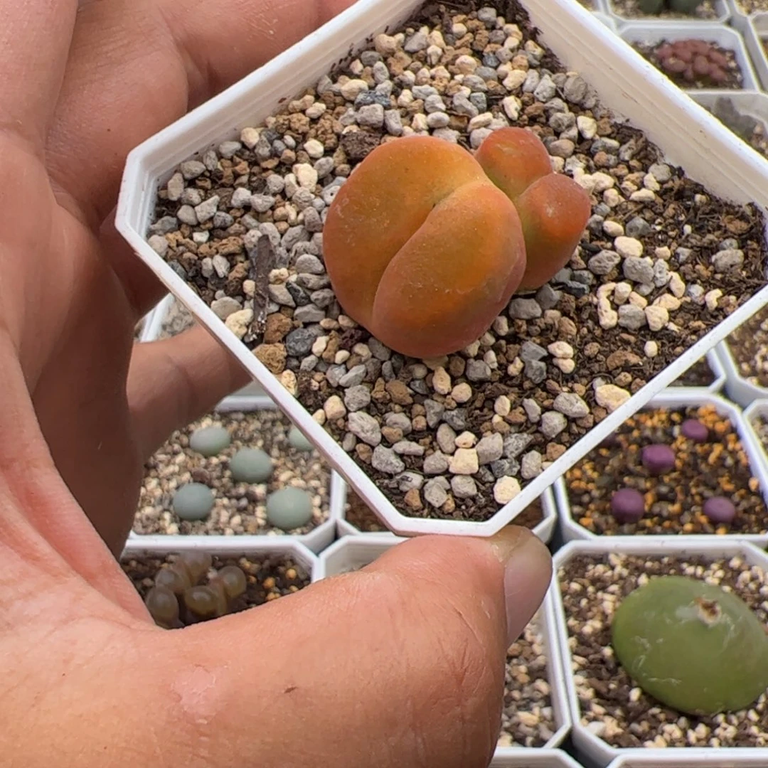 9.27水蜜桃多肉植物18
