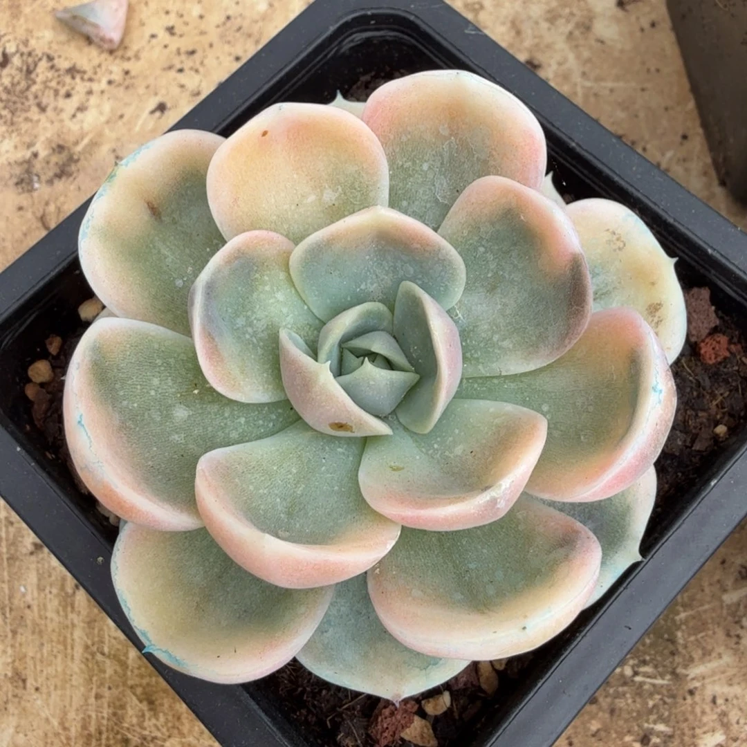 蓝色惊喜锦一颗多肉锦