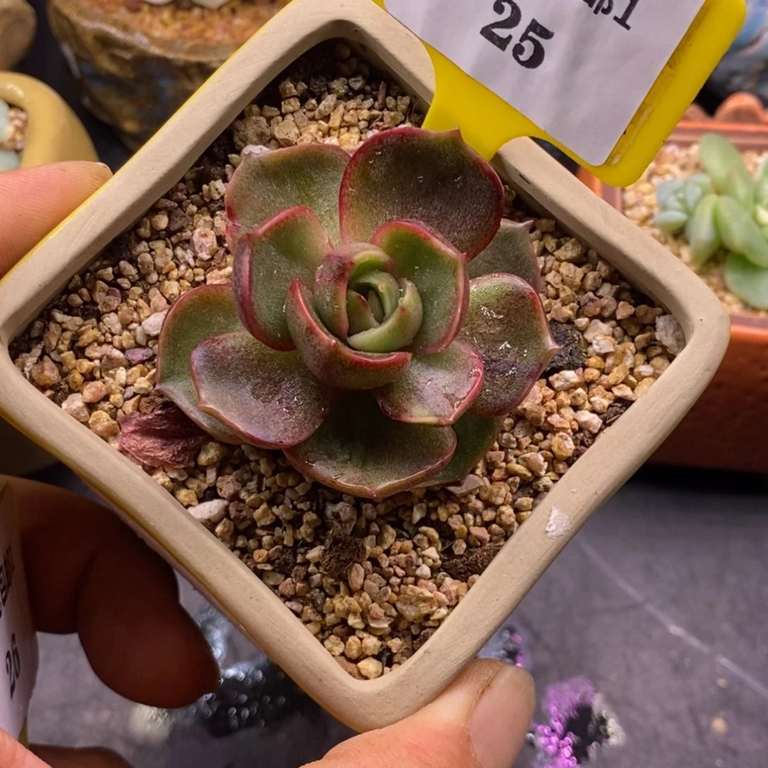 125红灯锦多肉植物……