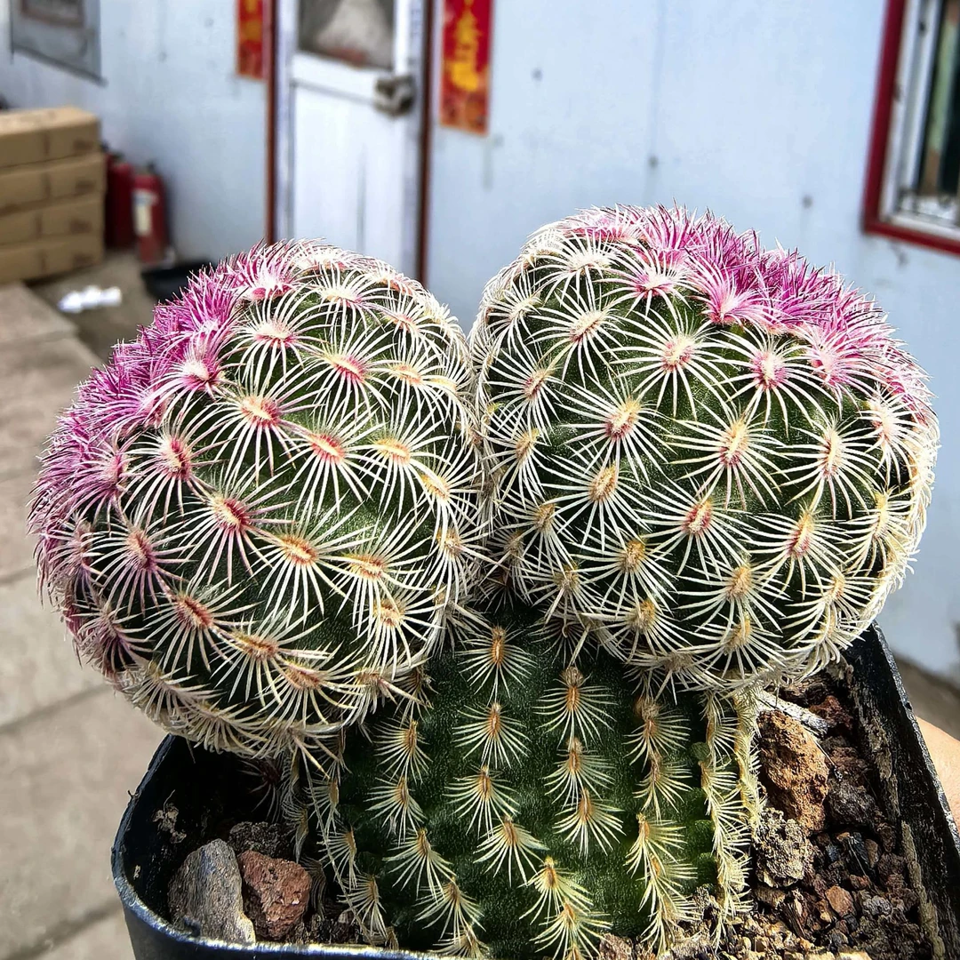 米奇红太阳仙人球多肉植物