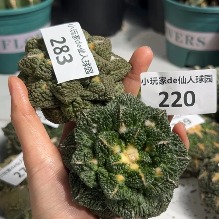 大*哥283 220 仙人球的人都是